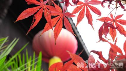 山城何处赏“枫”景？重庆园博园游人如织“